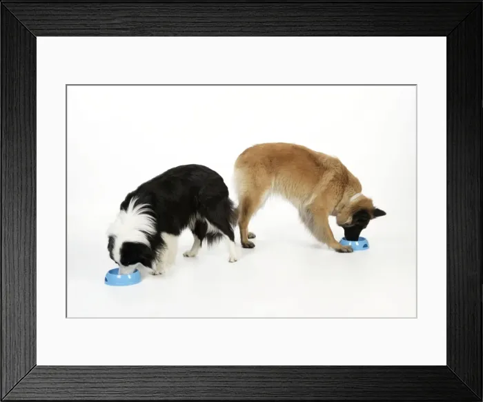 Framed Print : Picture No. 10746656 Framed Print : Picture No. 10746656