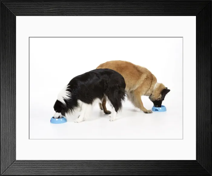 Framed Print : Picture No. 10746655