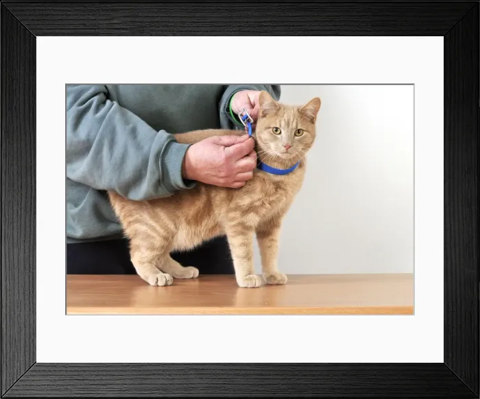 Framed Print : Picture No. 10747192 Framed Print : Picture No. 10747192