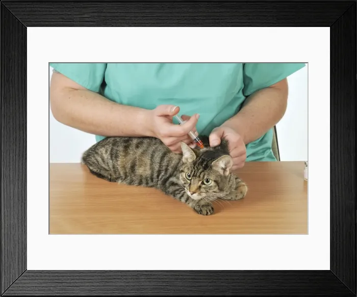 Framed Print : Picture No. 10747100