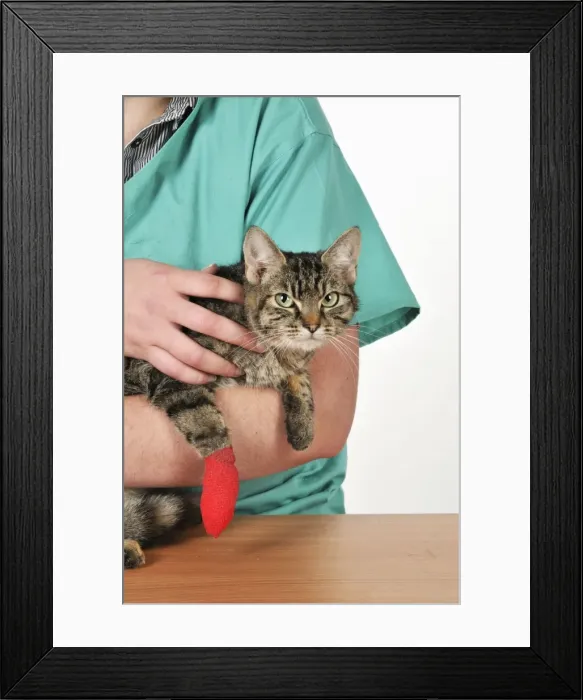 Framed Print : Picture No. 10747101 Framed Print : Picture No. 10747101