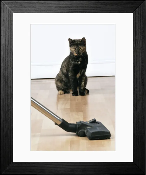 Framed Print : Picture No. 10747195 Framed Print : Picture No. 10747195