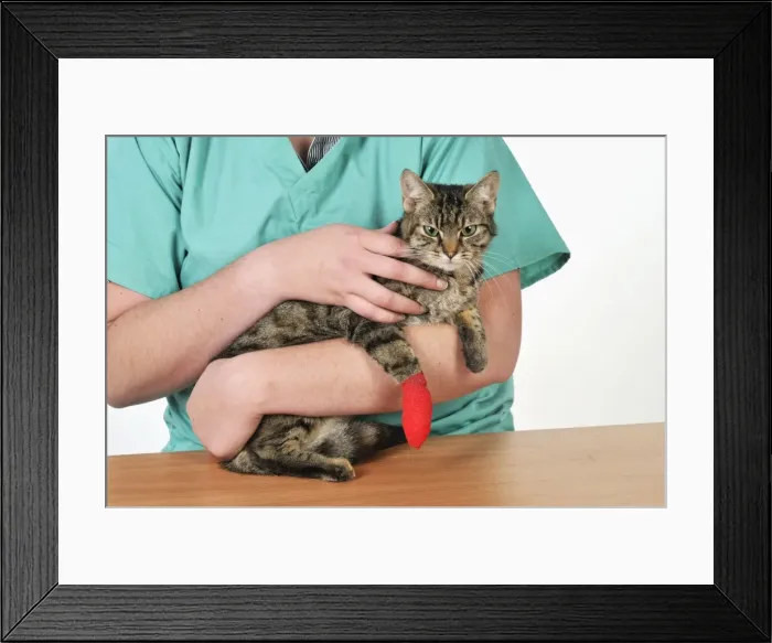 Framed Print : Picture No. 10747102 Framed Print : Picture No. 10747102