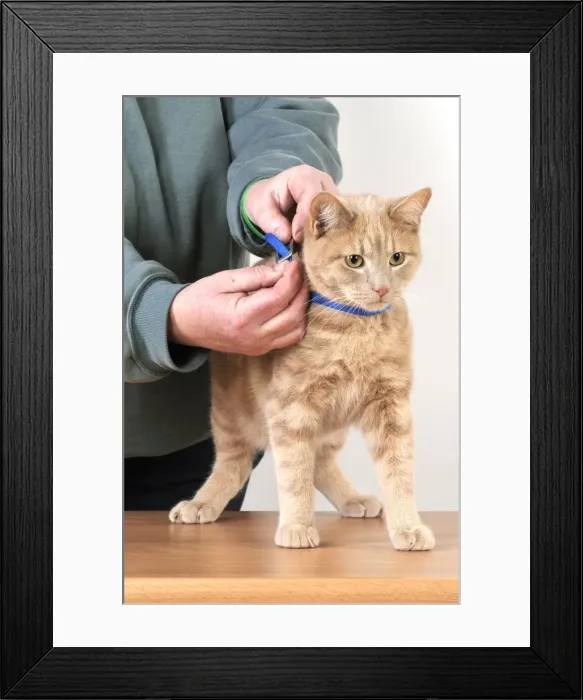 Framed Print : Picture No. 10747193 Framed Print : Picture No. 10747193