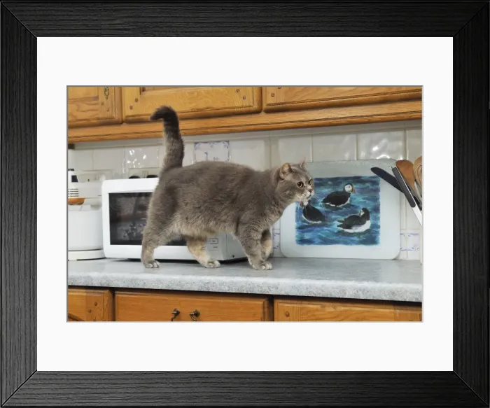Framed Print : Picture No. 10747198 Framed Print : Picture No. 10747198