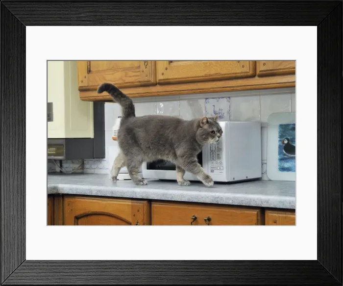 Framed Print : Picture No. 10747199 Framed Print : Picture No. 10747199