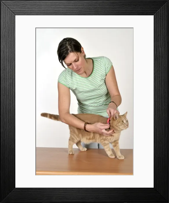 Framed Print : Picture No. 10747231 Framed Print : Picture No. 10747231