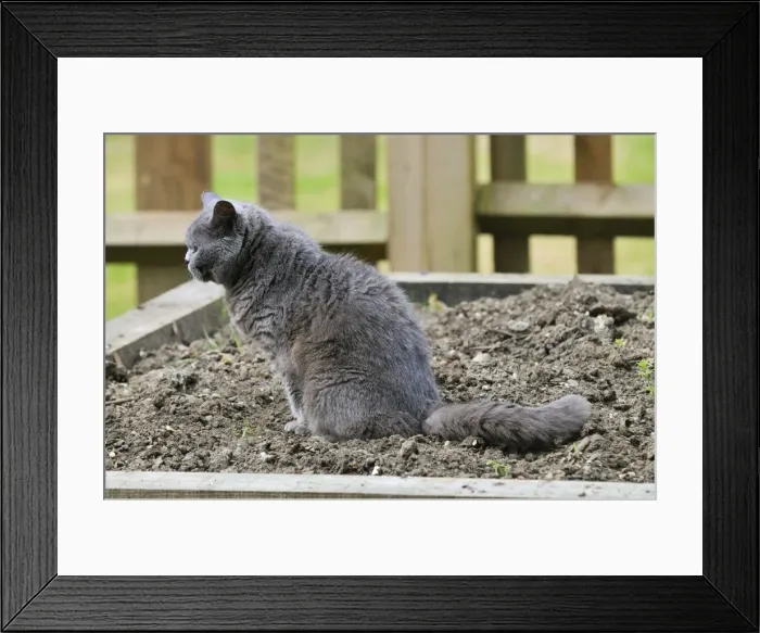 Framed Print : Picture No. 10747733 Framed Print : Picture No. 10747733
