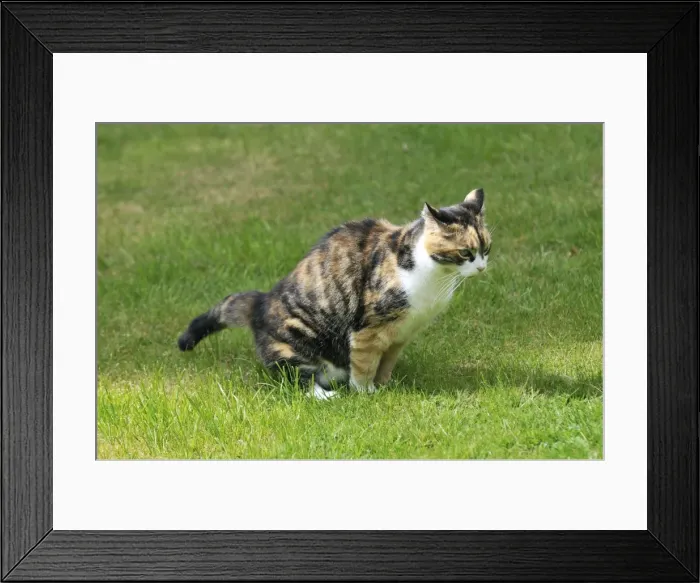 Framed Print : Picture No. 10747732 Framed Print : Picture No. 10747732