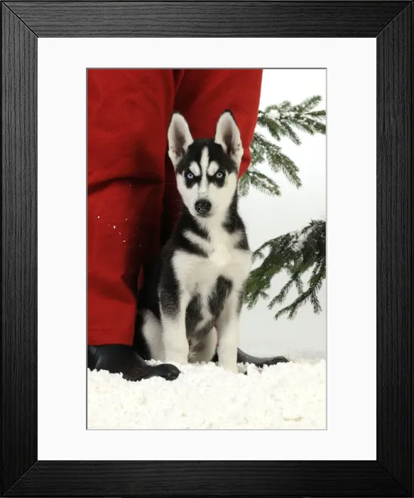 Framed Print : Picture No. 10747882 Framed Print : Picture No. 10747882