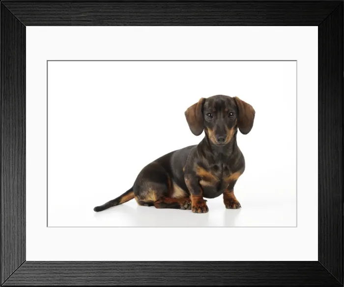 Framed Print : Picture No. 10747914 Framed Print : Picture No. 10747914