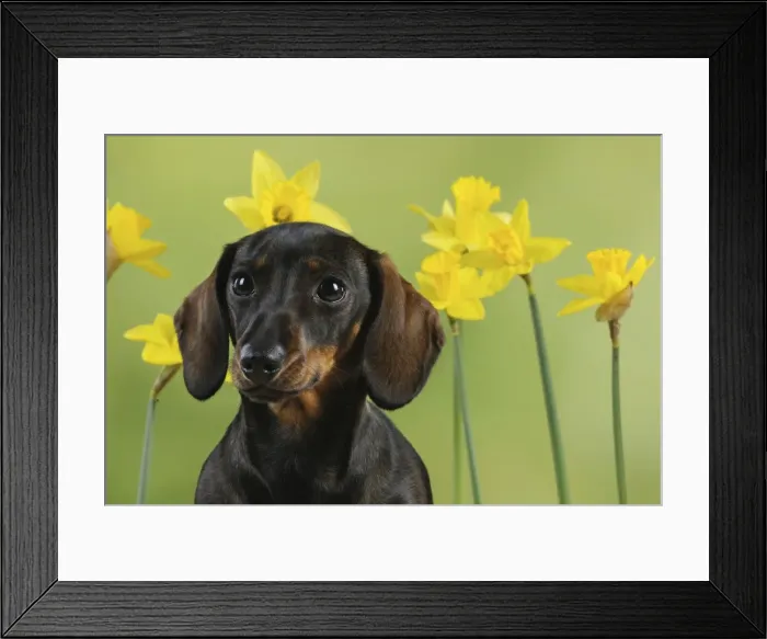 Framed Print : Picture No. 10747919 Framed Print : Picture No. 10747919