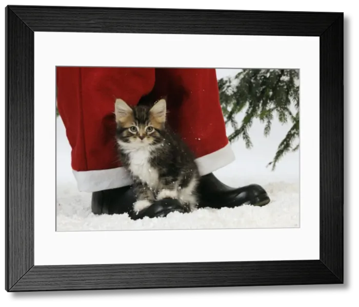 Framed Print : Picture No. 10747886 Framed Print : Picture No. 10747886