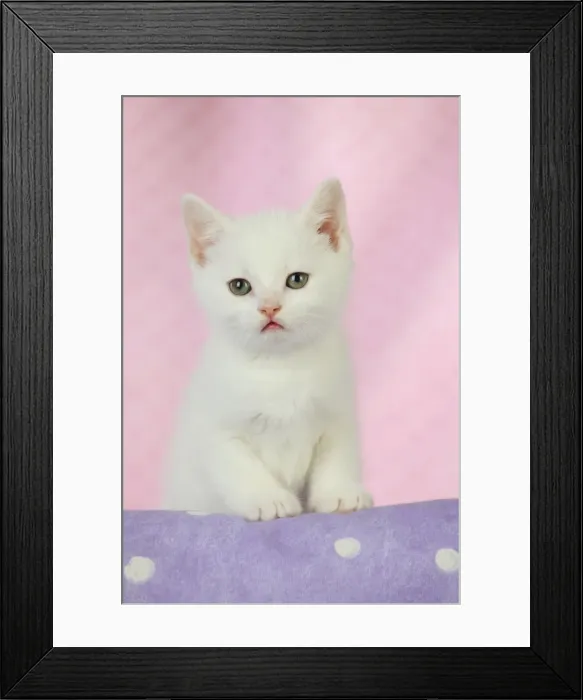 Framed Print : Picture No. 10748100 Framed Print : Picture No. 10748100