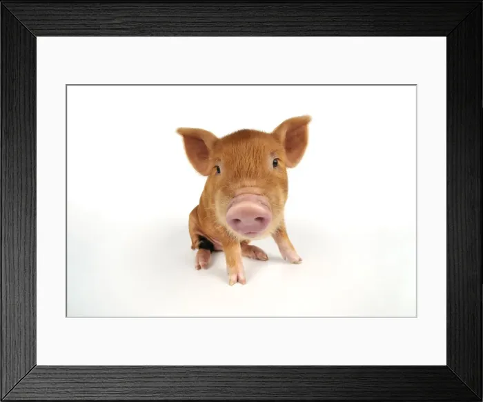 Framed Print : Picture No. 10748320 Framed Print : Picture No. 10748320