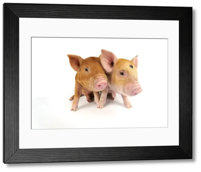 Framed Print : Picture No. 10748323 Framed Print : Picture No. 10748323