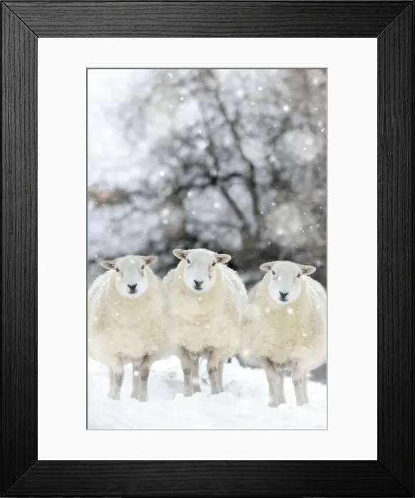 Framed Print : Picture No. 10748028 Framed Print : Picture No. 10748028