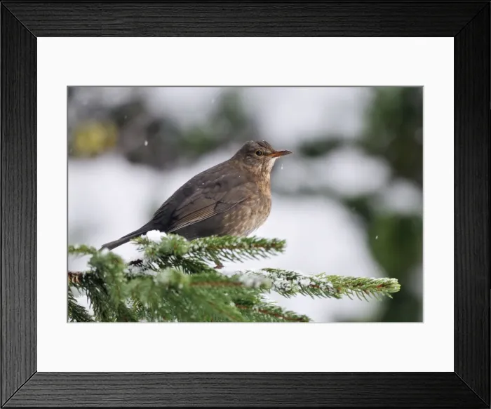 Framed Print : Picture No. 10748021