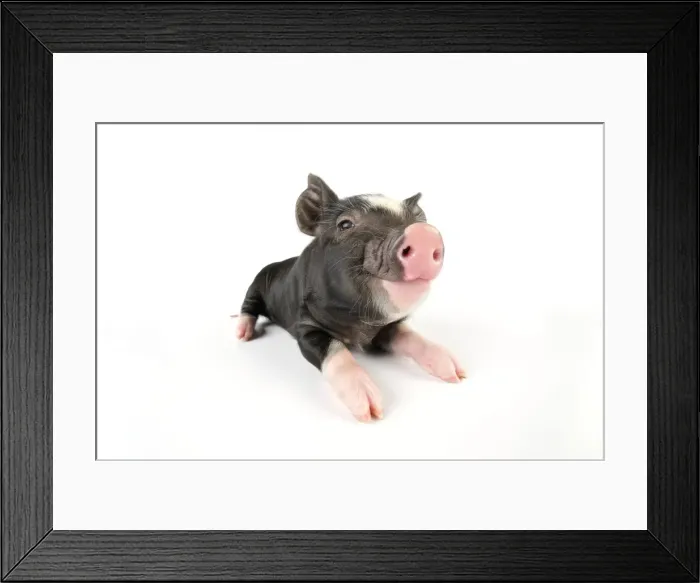 Framed Print : Picture No. 10748375