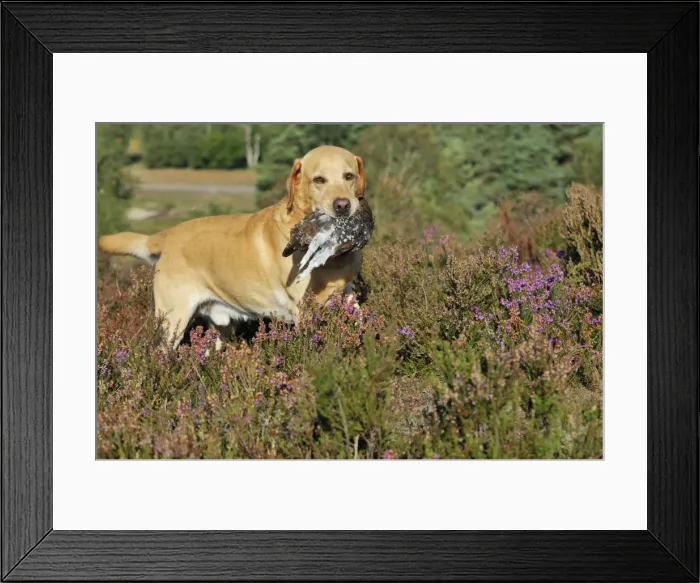 Framed Print : Picture No. 10748548 Framed Print : Picture No. 10748548