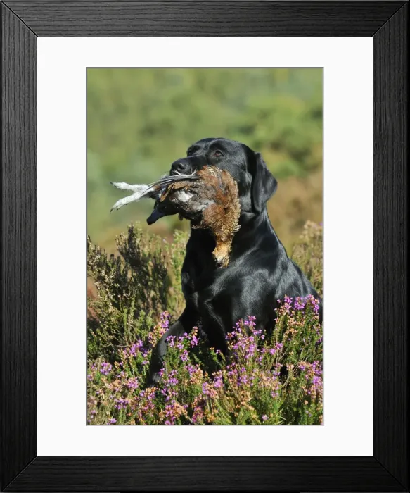 Framed Print : Picture No. 10748549 Framed Print : Picture No. 10748549