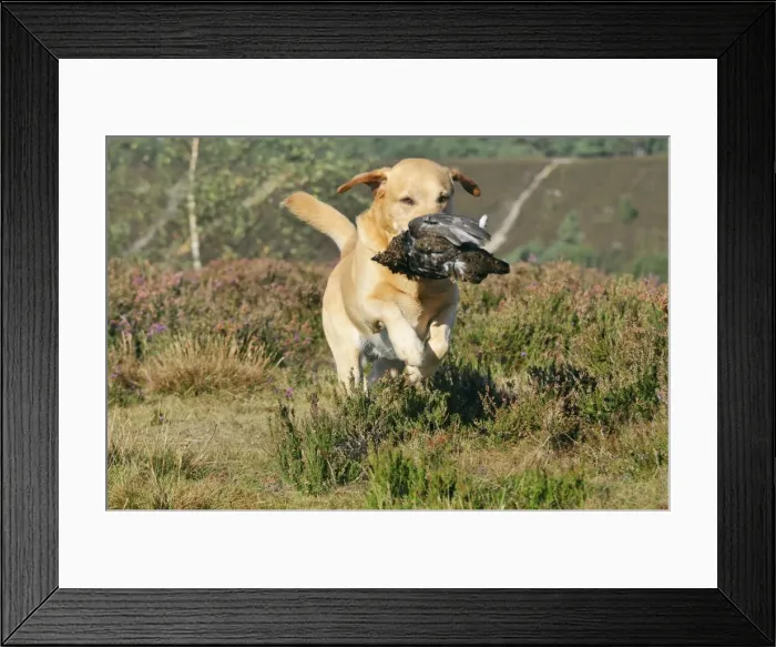 Framed Print : Picture No. 10748546 Framed Print : Picture No. 10748546