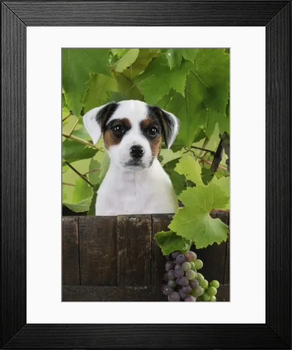 Framed Print : Picture No. 10748558