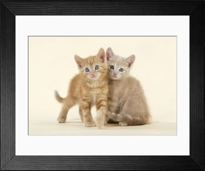 Framed Print : Picture No. 10748606