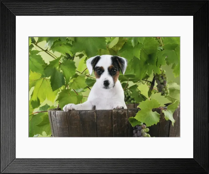Framed Print : Picture No. 10748559 Framed Print : Picture No. 10748559
