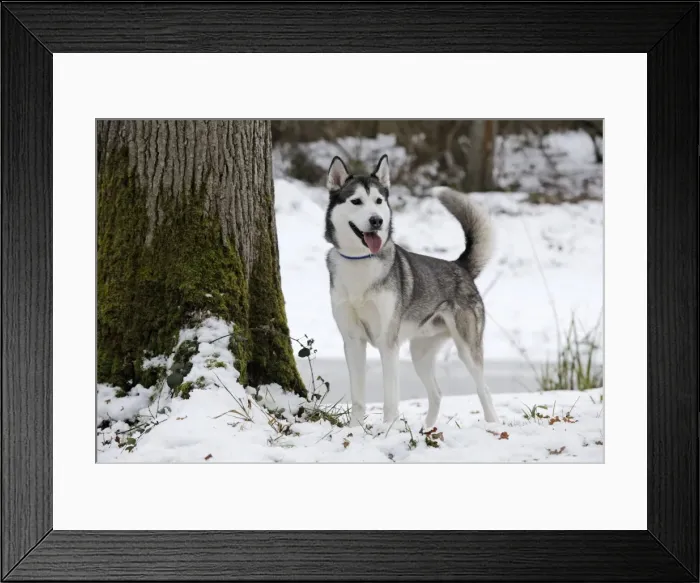 Framed Print : Picture No. 10748787 Framed Print : Picture No. 10748787