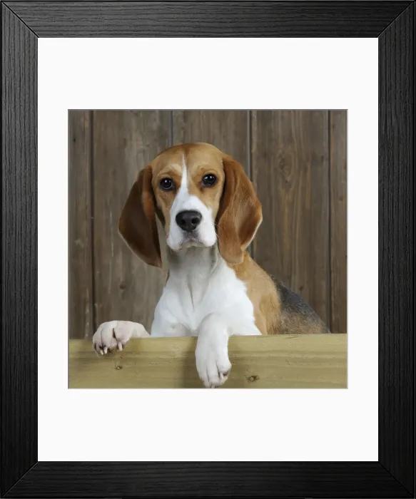Framed Print : Picture No. 10748860 Framed Print : Picture No. 10748860