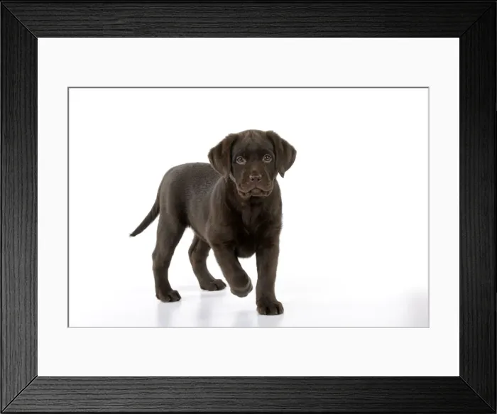 Framed Print : Picture No. 10748800