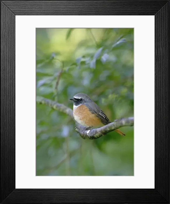 Framed Print : Picture No. 10748925 Framed Print : Picture No. 10748925
