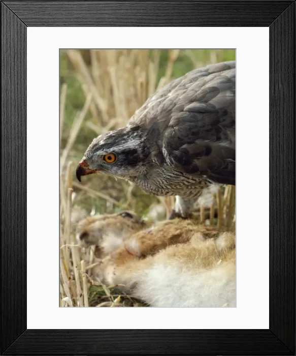 Framed Print : Picture No. 10748789 Framed Print : Picture No. 10748789
