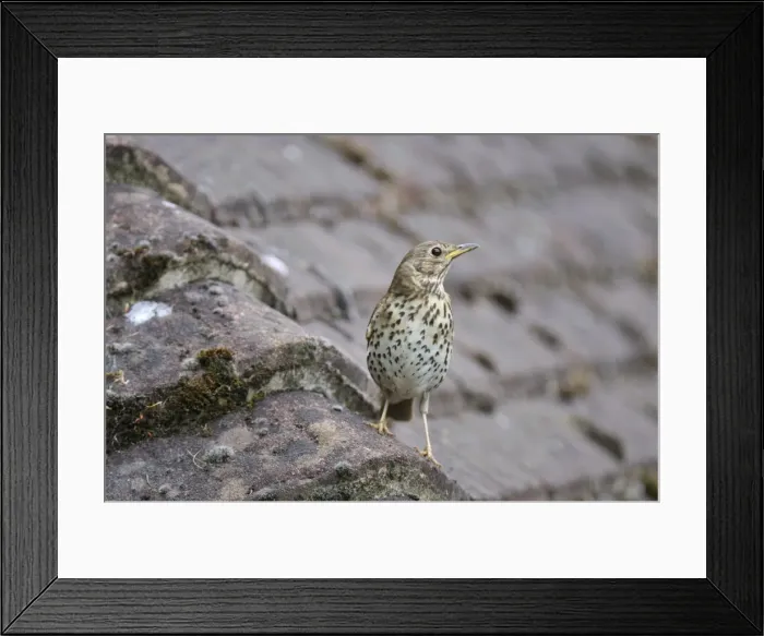 Framed Print : Picture No. 10748937 Framed Print : Picture No. 10748937