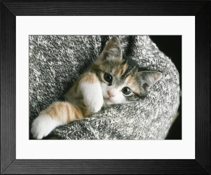 Framed Print : Picture No. 10750006 Framed Print : Picture No. 10750006