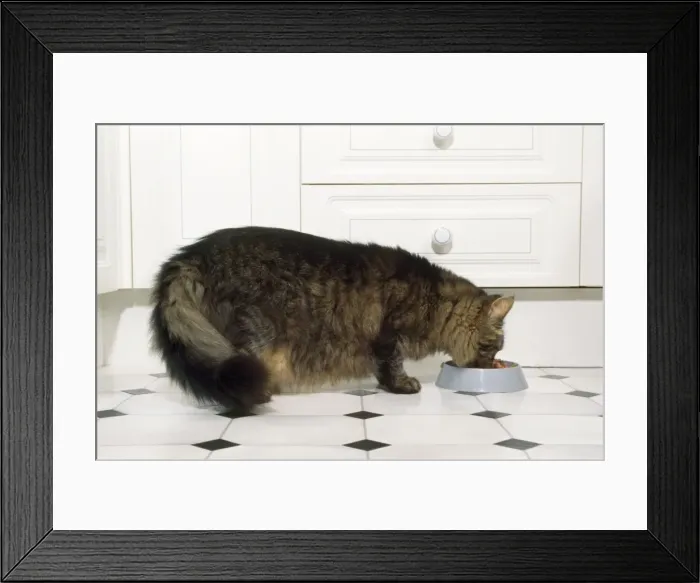 Framed Print : Picture No. 10750173 Framed Print : Picture No. 10750173