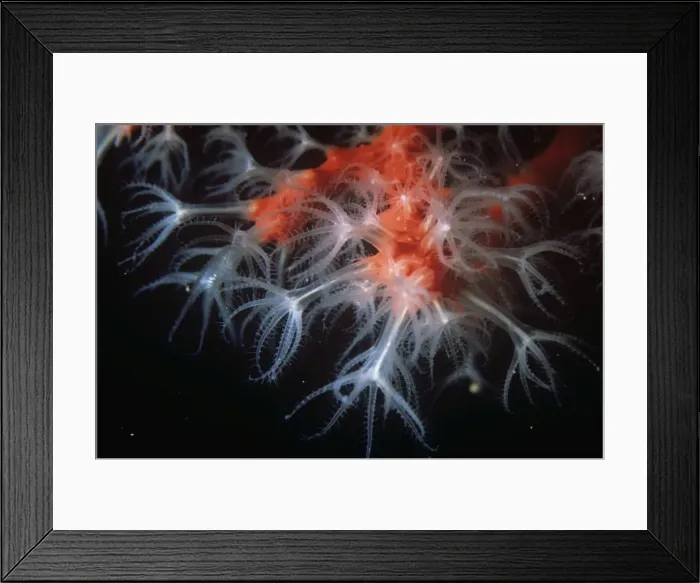 Framed Print : Picture No. 10750261 Framed Print : Picture No. 10750261