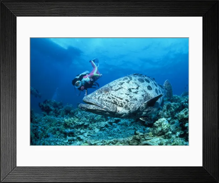 Framed Print : Picture No. 10750262 Framed Print : Picture No. 10750262