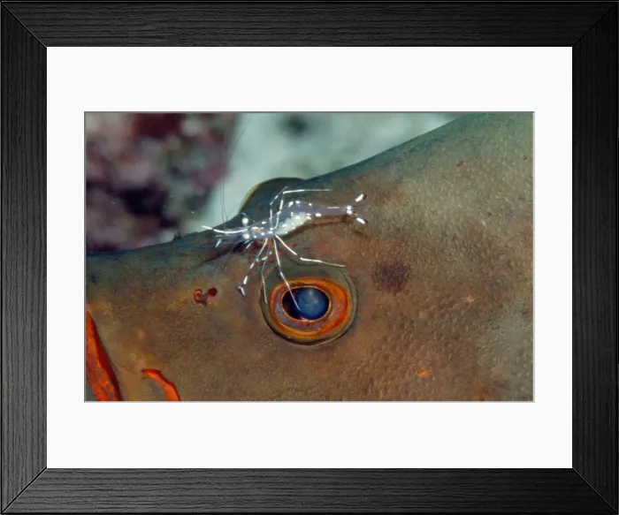 Framed Print : Picture No. 10750255
