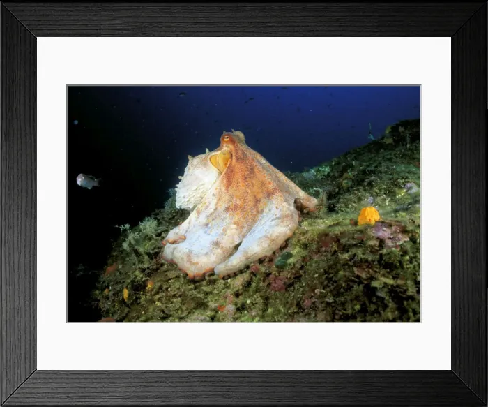 Framed Print : Picture No. 10750291 Framed Print : Picture No. 10750291