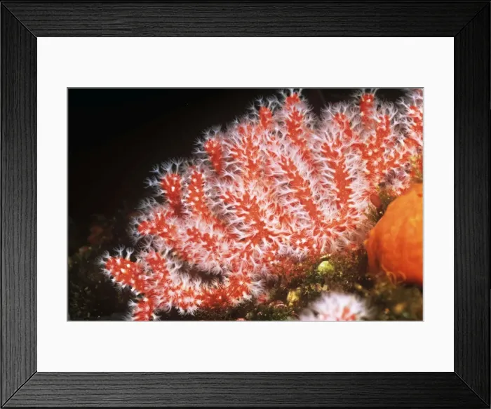 Framed Print : Picture No. 10750295 Framed Print : Picture No. 10750295