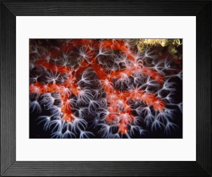 Framed Print : Picture No. 10750298 Framed Print : Picture No. 10750298