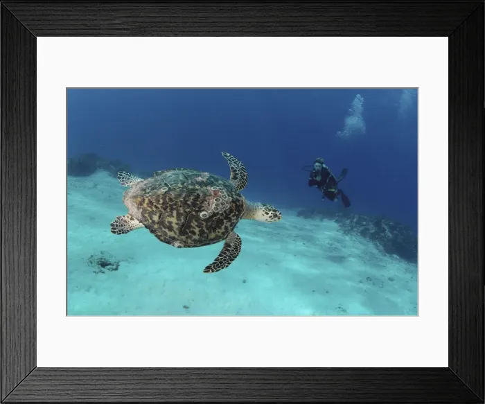 Framed Print : Picture No. 10750385 Framed Print : Picture No. 10750385