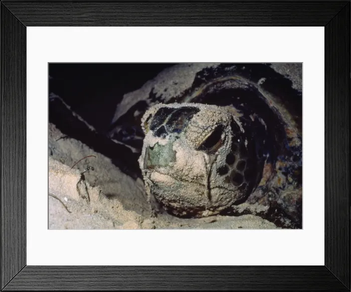 Framed Print : Picture No. 10750424 Framed Print : Picture No. 10750424
