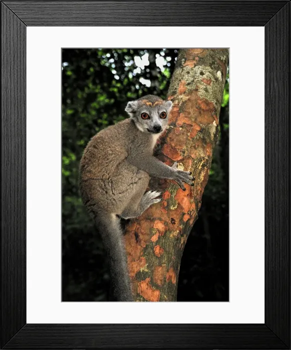 Framed Print : Picture No. 10750529 Framed Print : Picture No. 10750529
