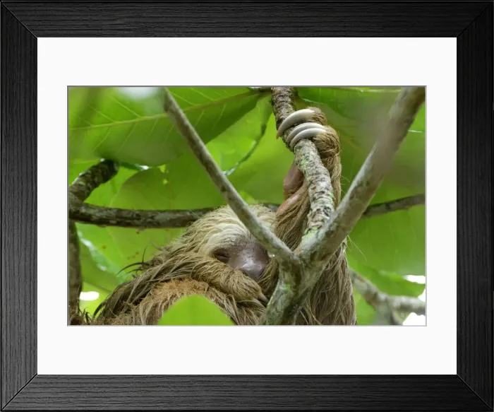 Framed Print : Picture No. 10750548 Framed Print : Picture No. 10750548