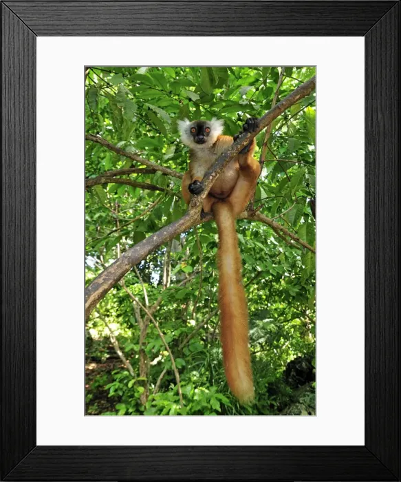 Framed Print : Picture No. 10750566 Framed Print : Picture No. 10750566