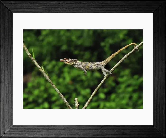 Framed Print : Picture No. 10750642 Framed Print : Picture No. 10750642