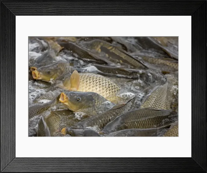 Framed Print : Picture No. 10735937 Framed Print : Picture No. 10735937
